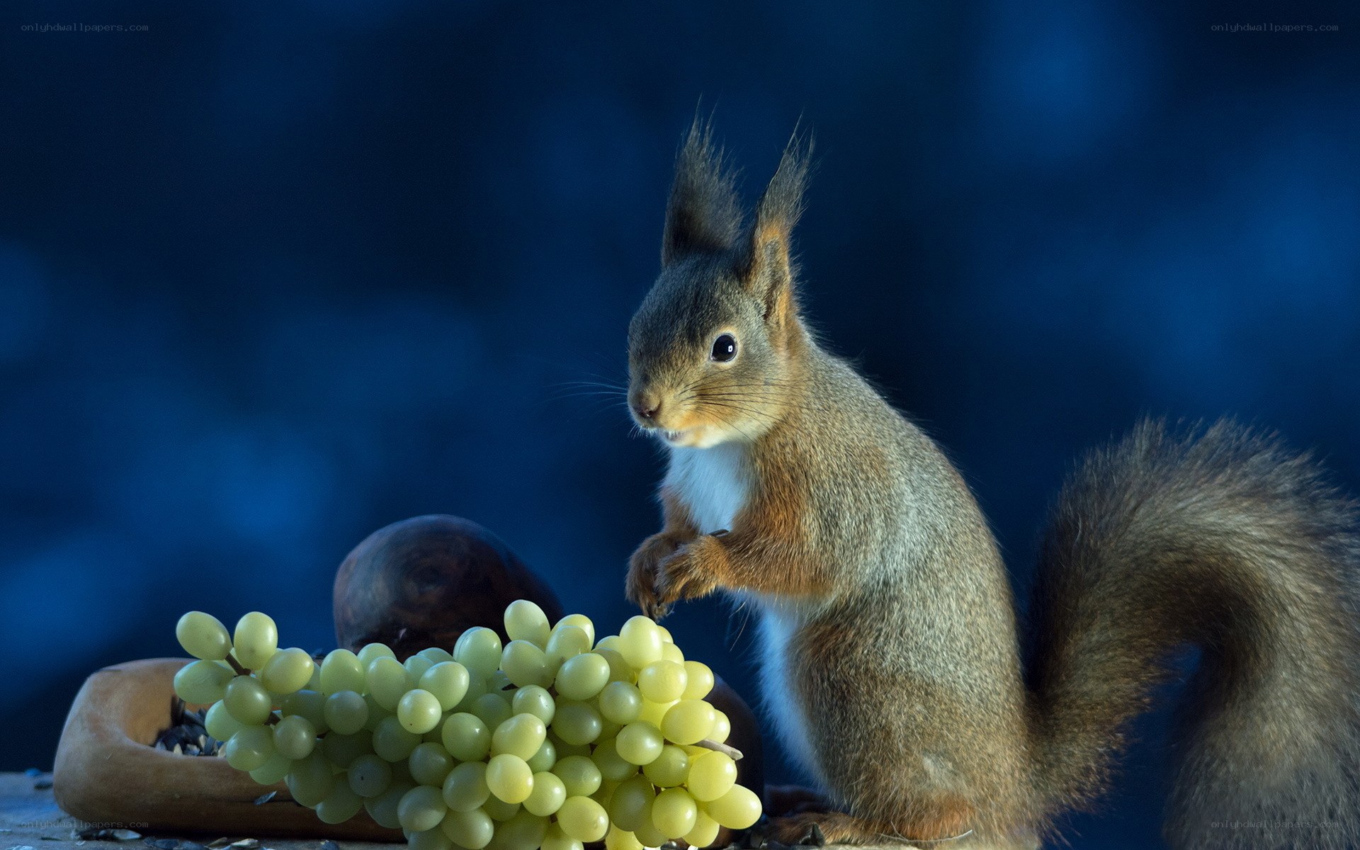 Squirrel with grapes and seeds