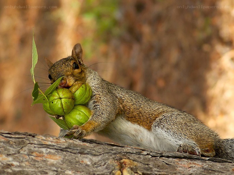 Squirrel with green nuts