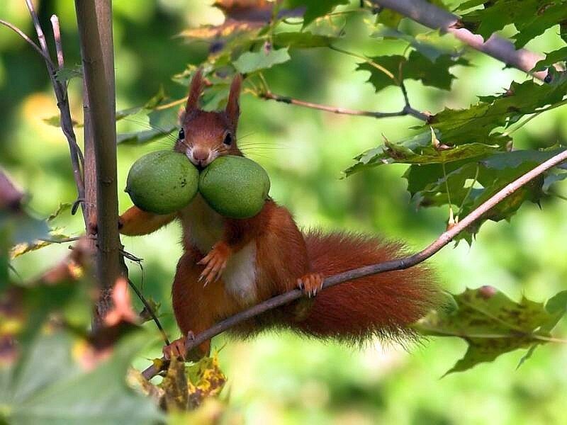 Squirrel with green nuts