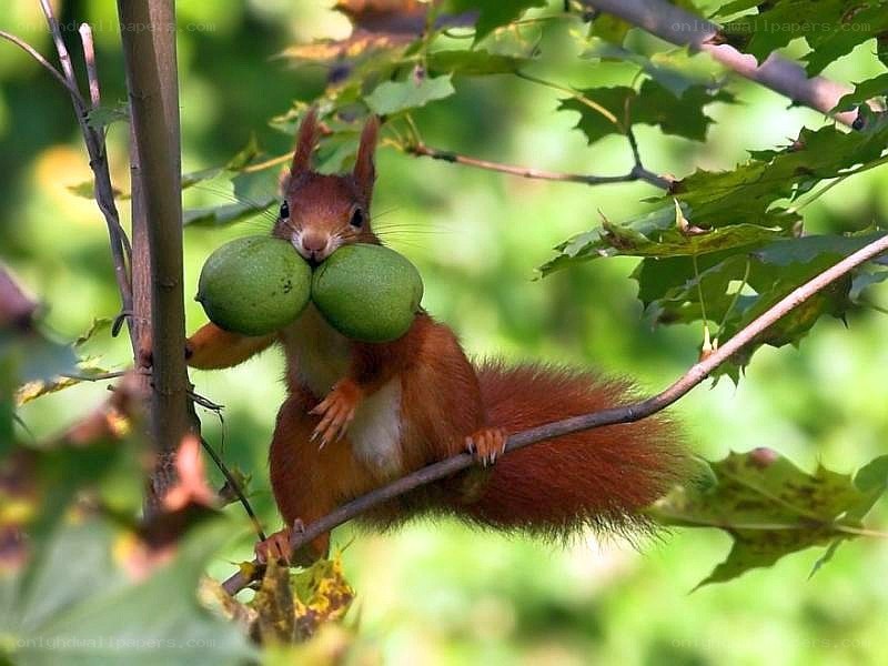 Squirrel with green nuts