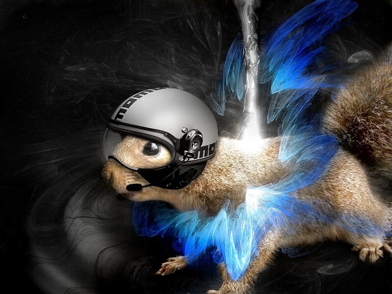 squirrel with helmet and wings