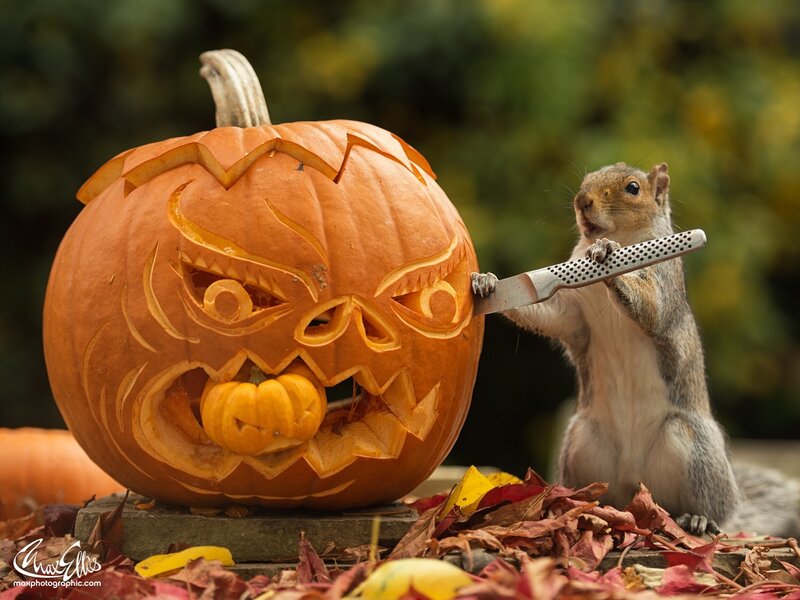 Squirrel with Knife — Orange