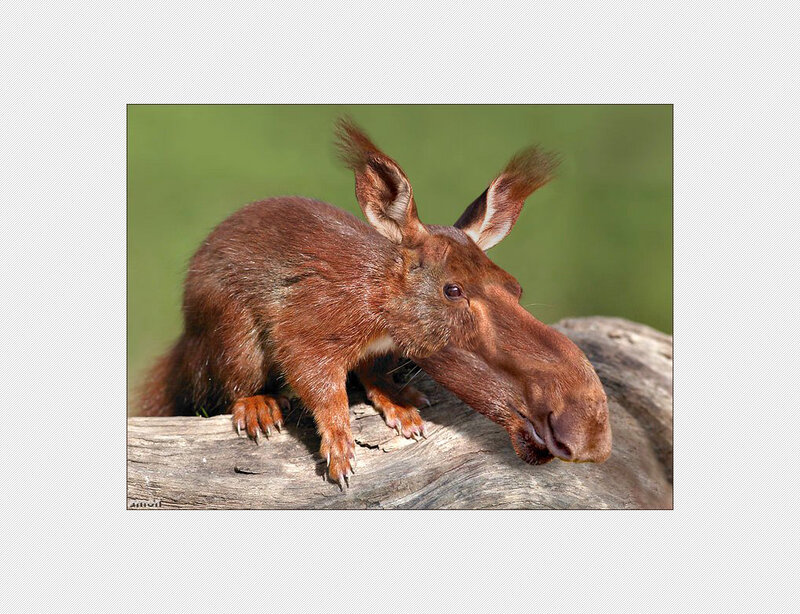 squirrel with moose head