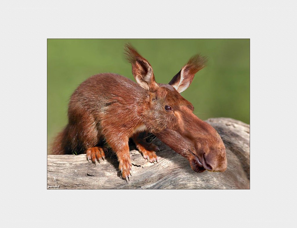 squirrel with moose head