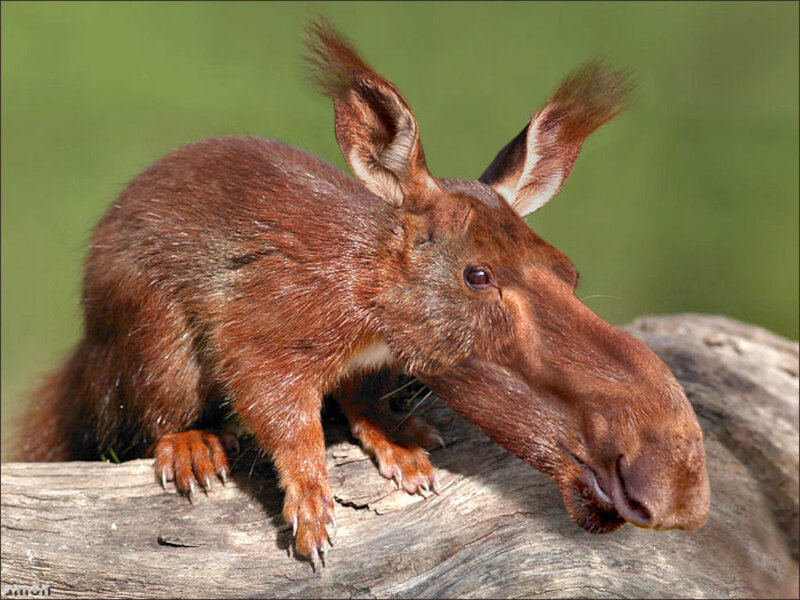 Squirrel with Moose Head — Brown