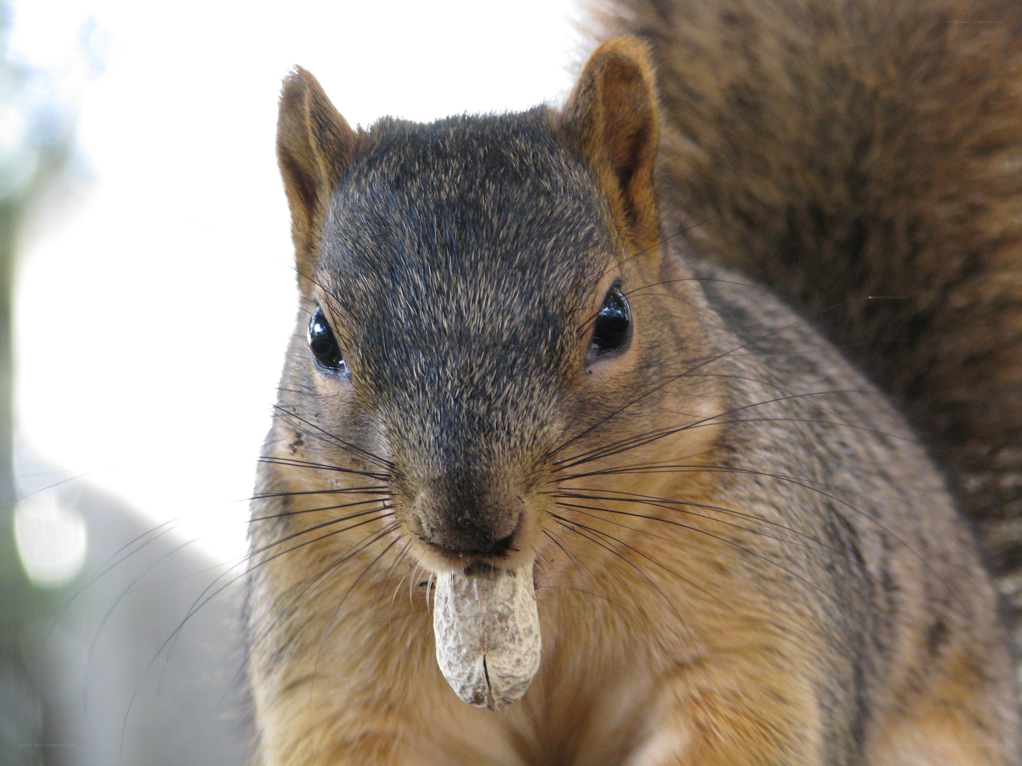 squirrel with peanut in mouth