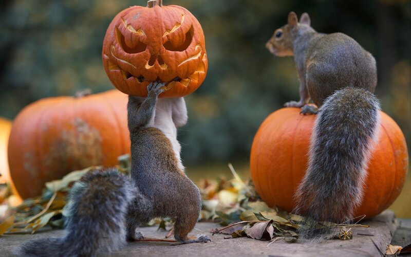 Squirrel with Pumpkin — Orange, Playful, Autumn