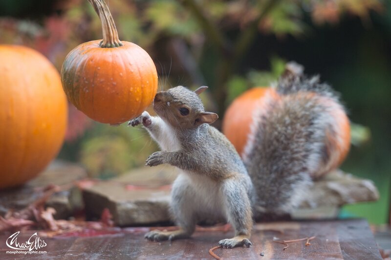 Squirrel with Pumpkin — Orange, Playful