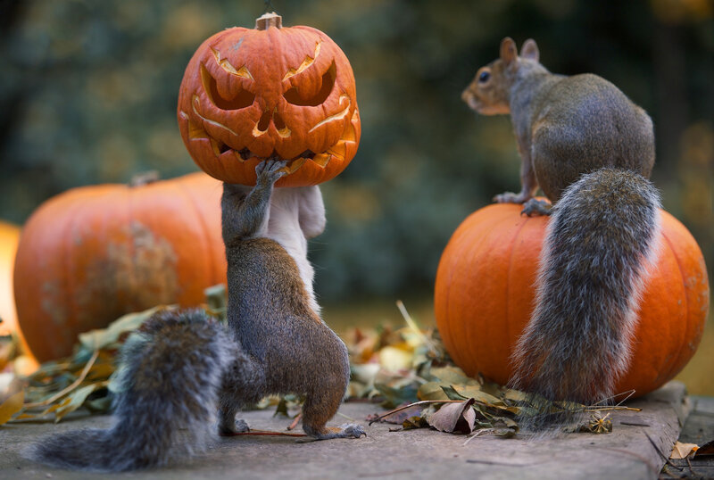 Squirrel with Pumpkin — Orange