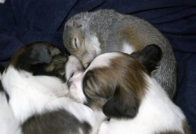 Squirrel with Puppies