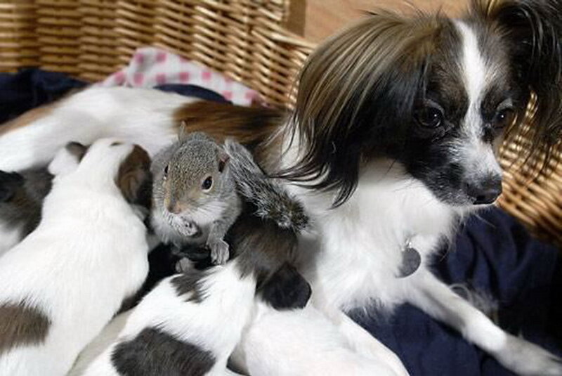 Squirrel with Puppies — White