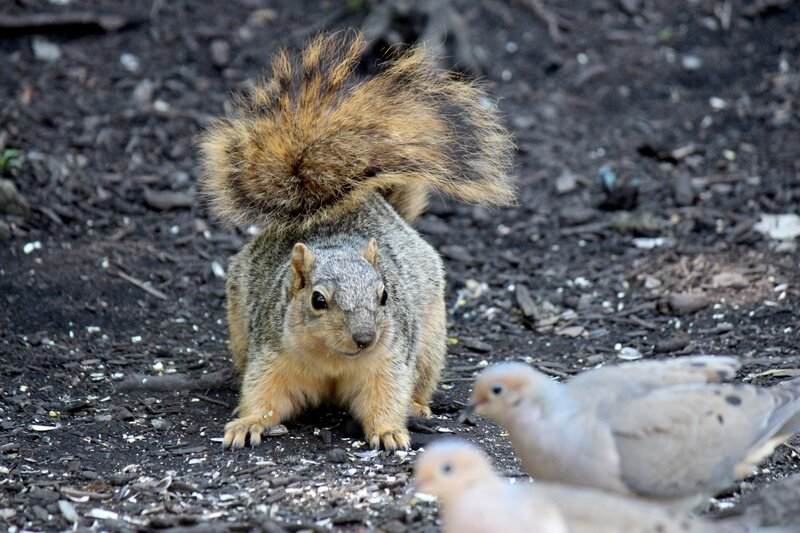 Squirrel with Raised Tail