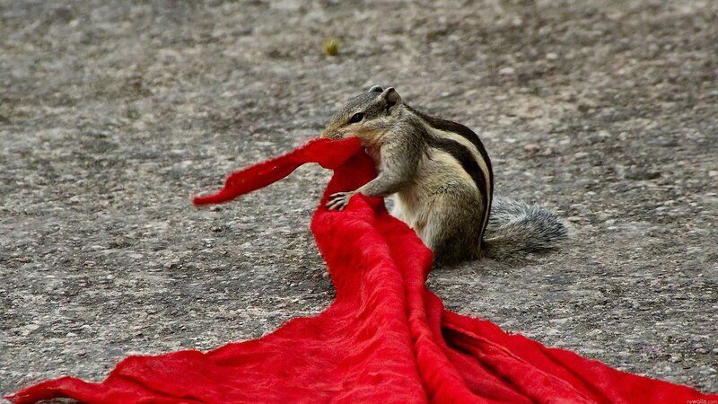 Squirrel with red cloth