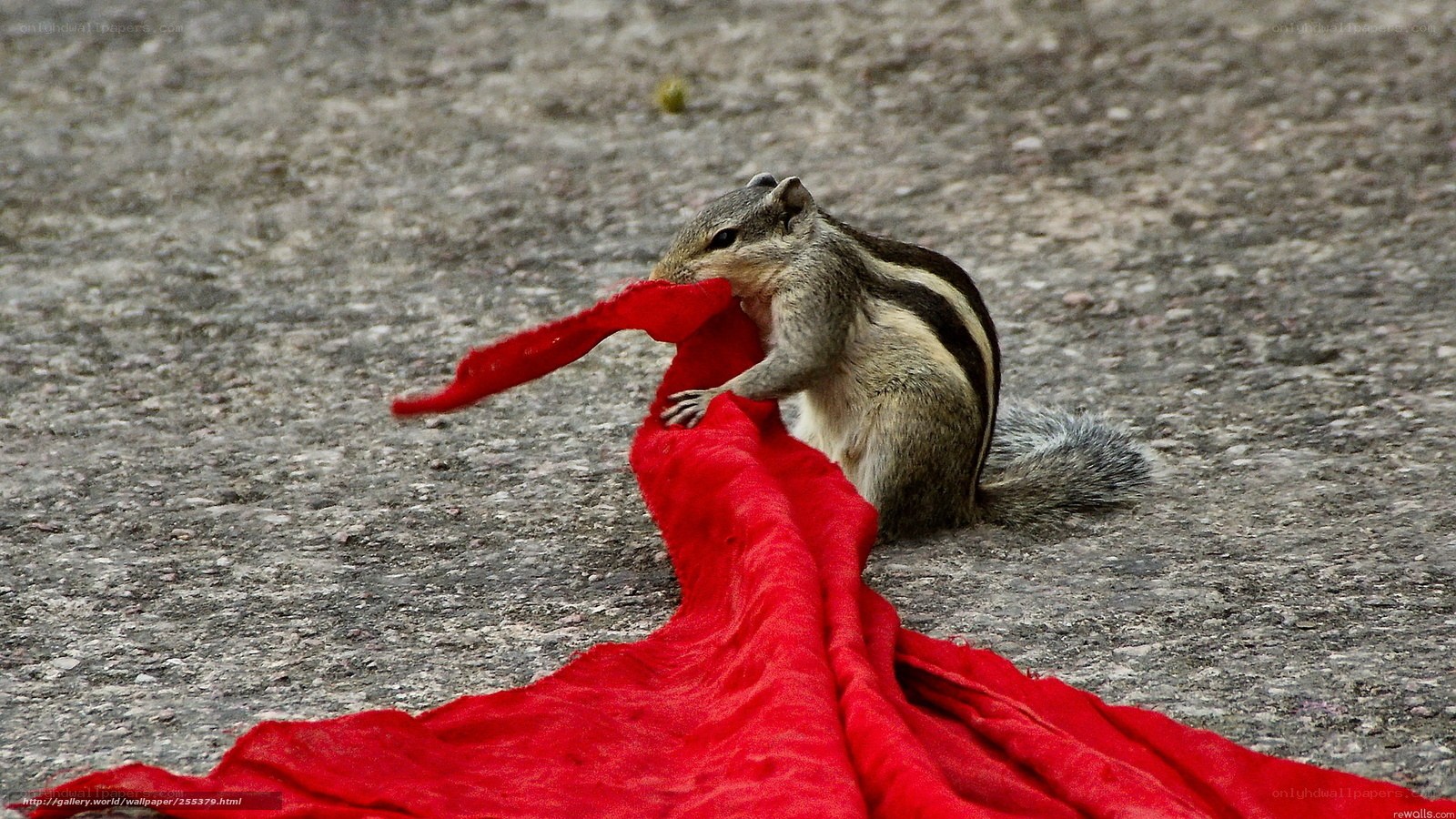 squirrel with red cloth