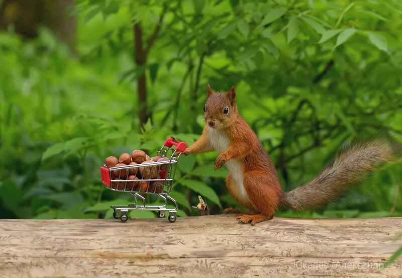 Squirrel with Shopping Cart