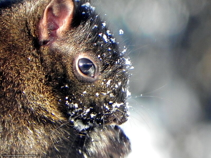 squirrel with snow on face