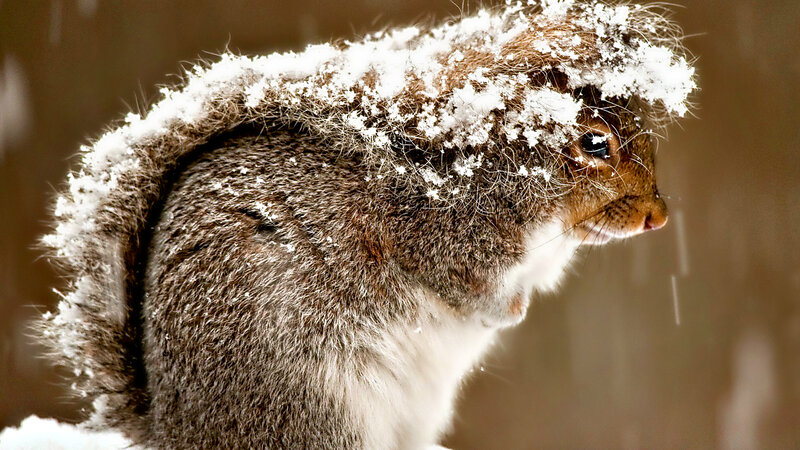 Squirrel with Snow on Head — Brown