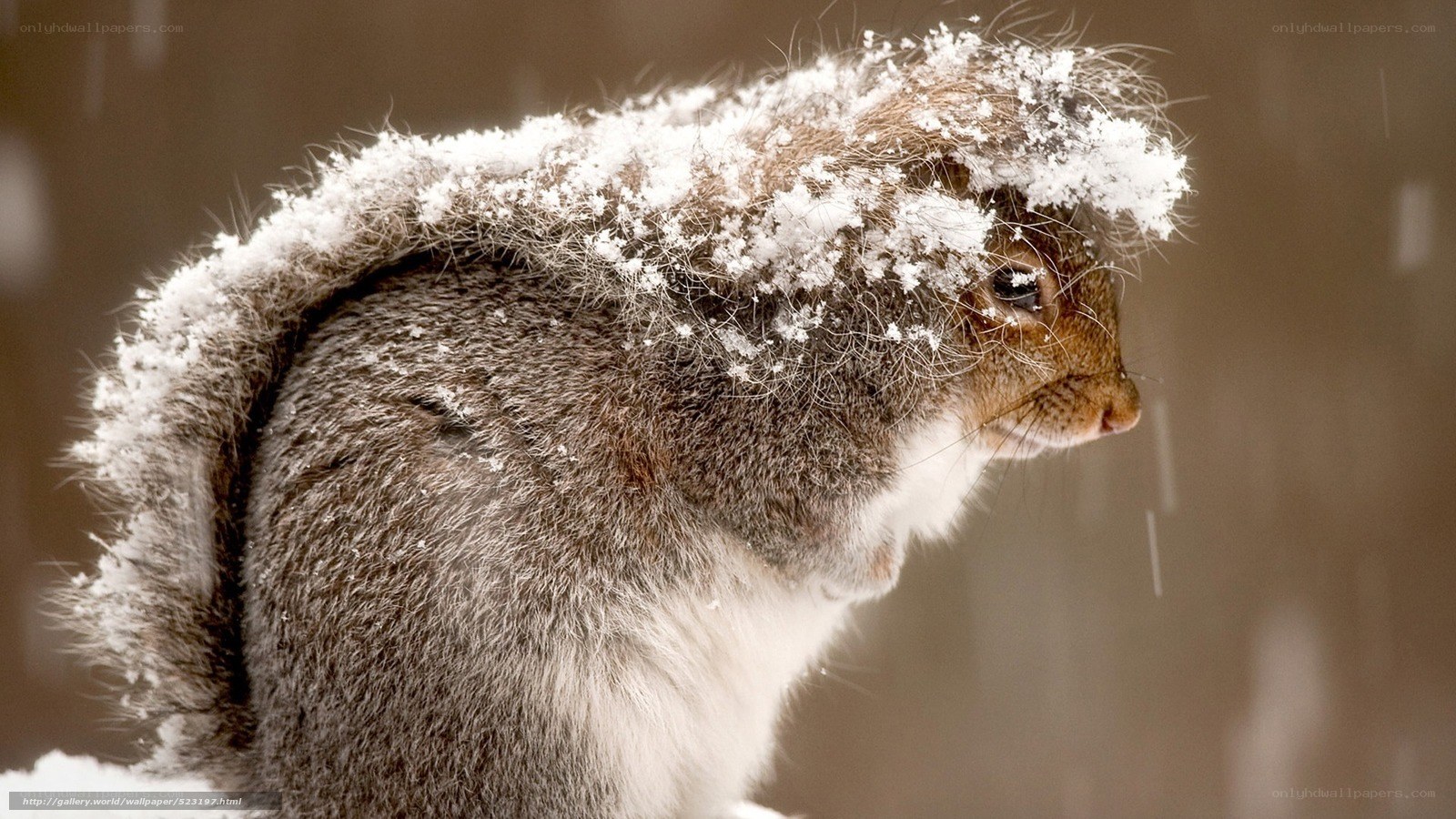 squirrel with snow on head