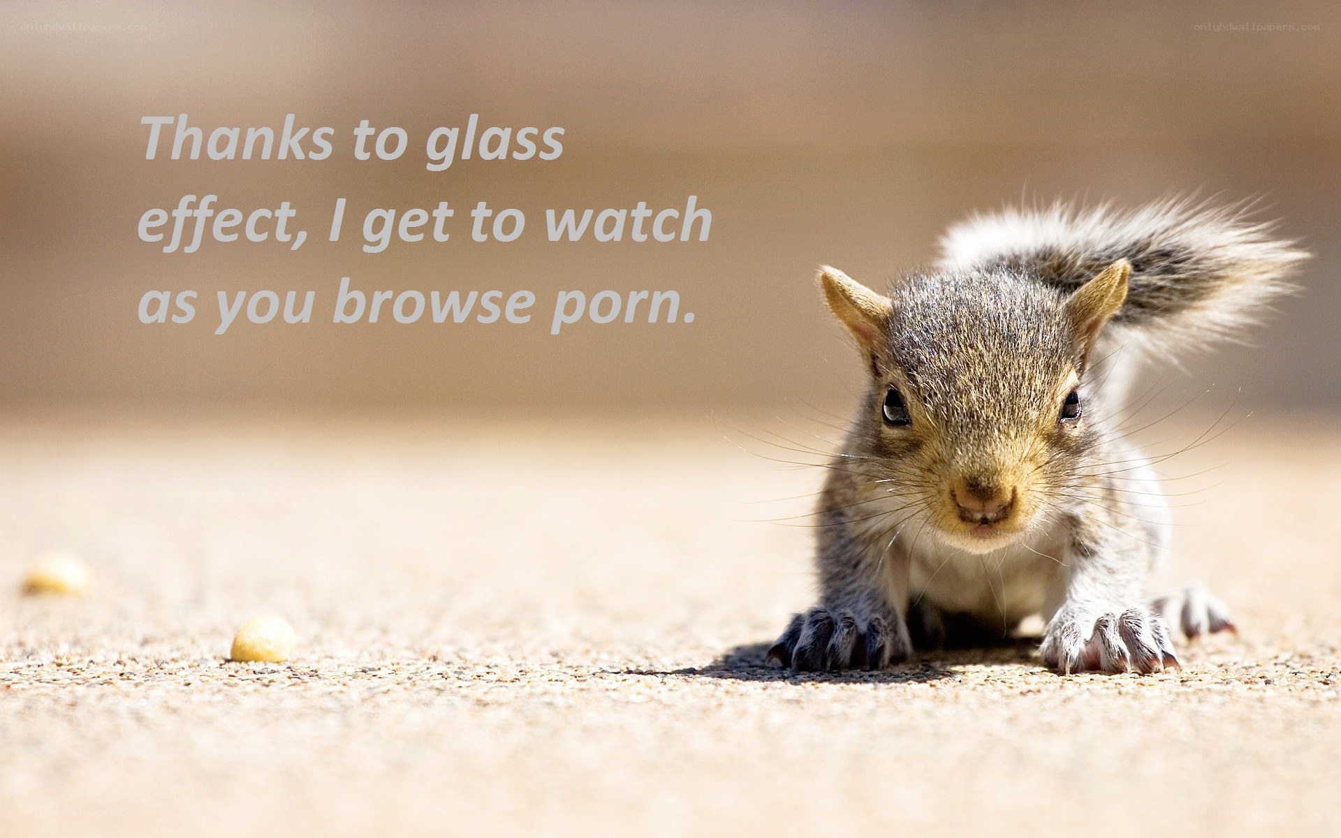 squirrel with text overlay