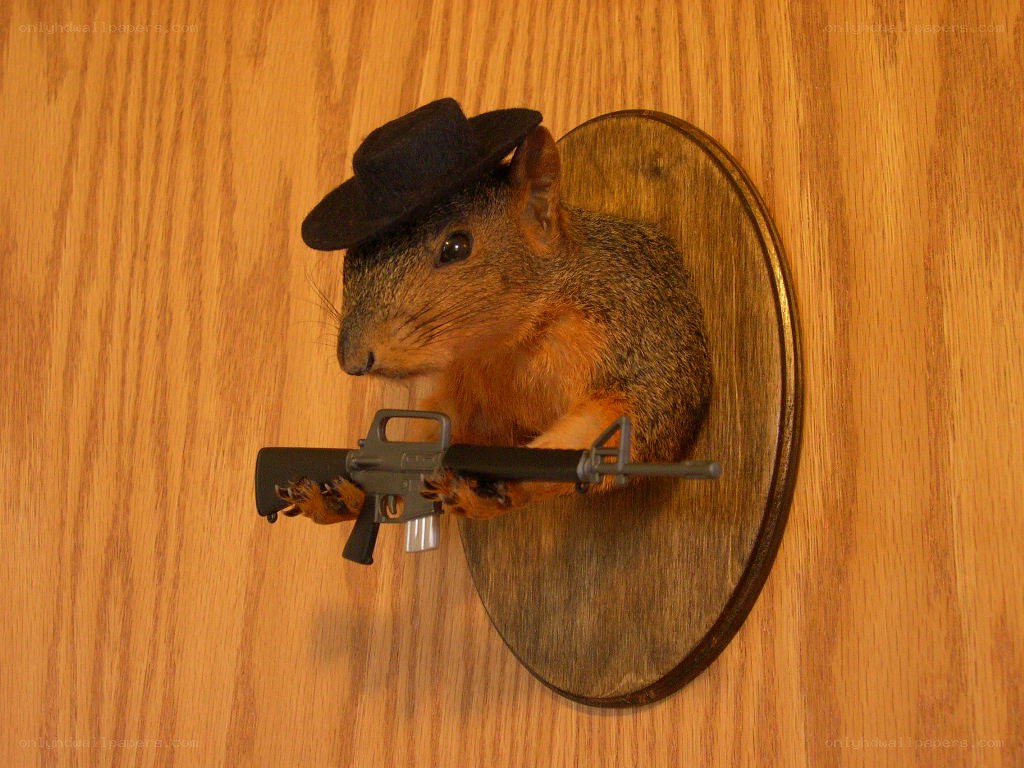 squirrel with toy gun and hat