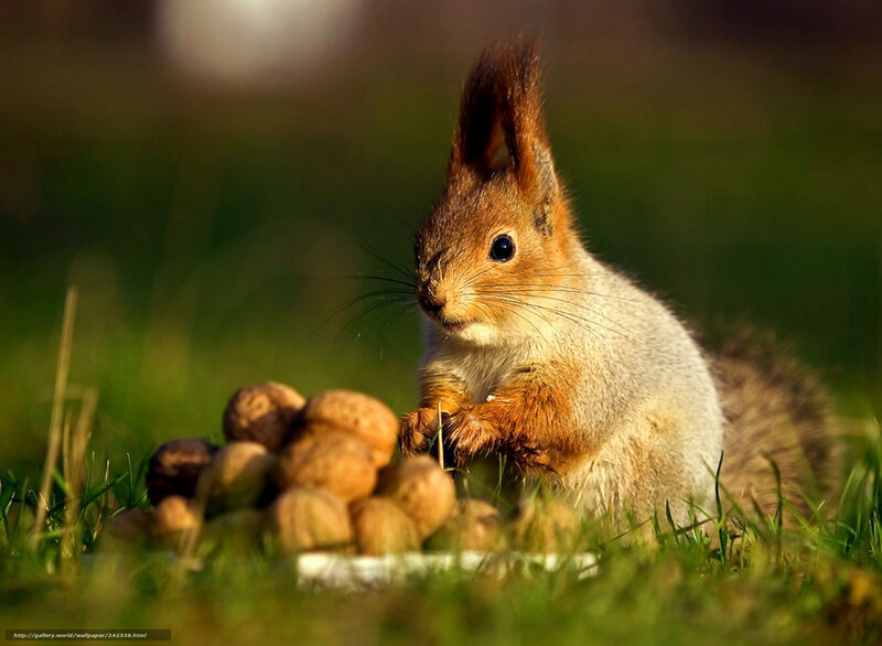Squirrel with walnuts in grass