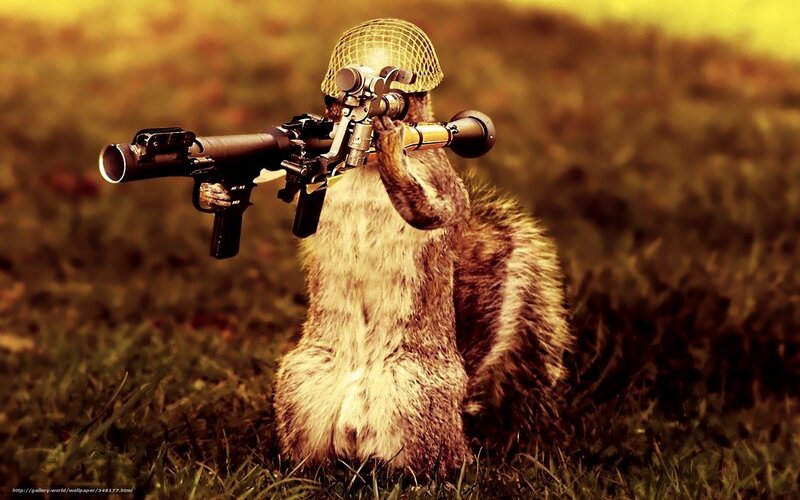 squirrel with weapon