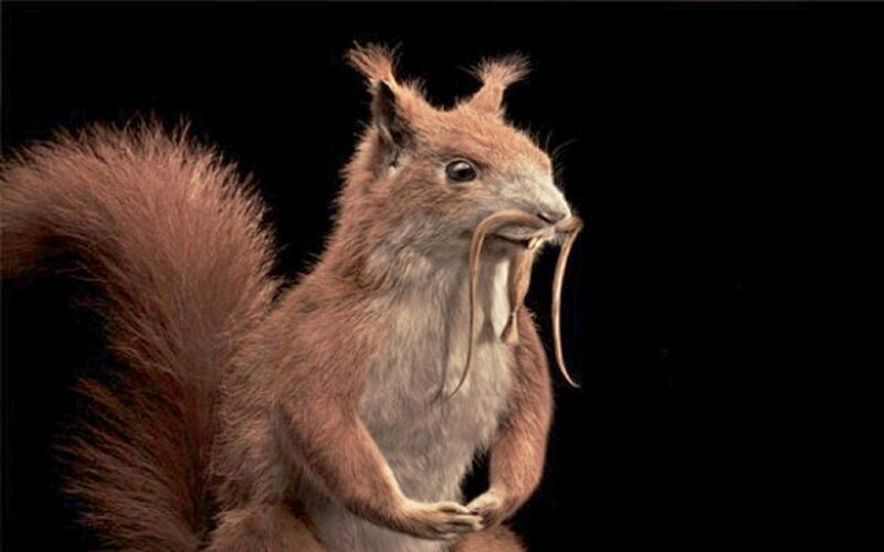 Squirrel with Worms
