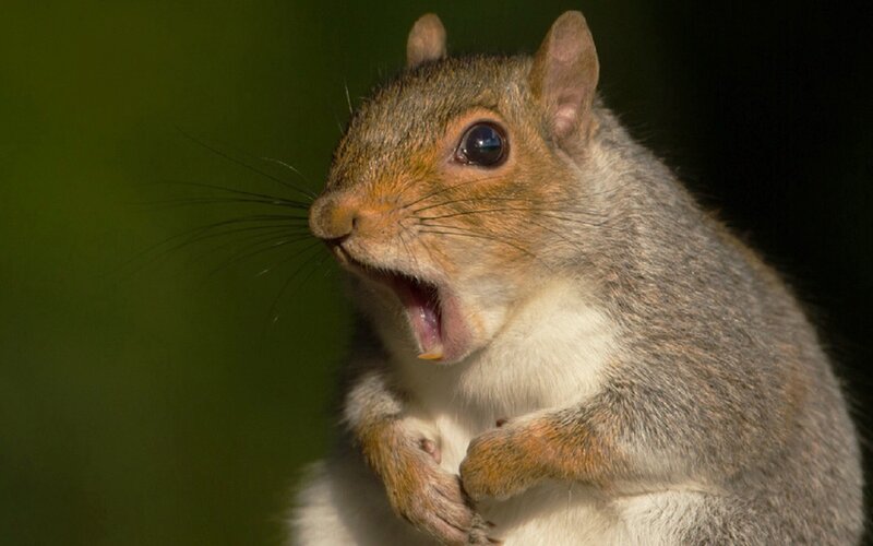Squirrel Yawning — Gray