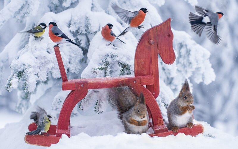 Squirrels and Birds in Snow