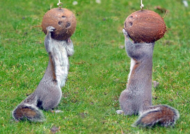 Squirrels eating from coconuts