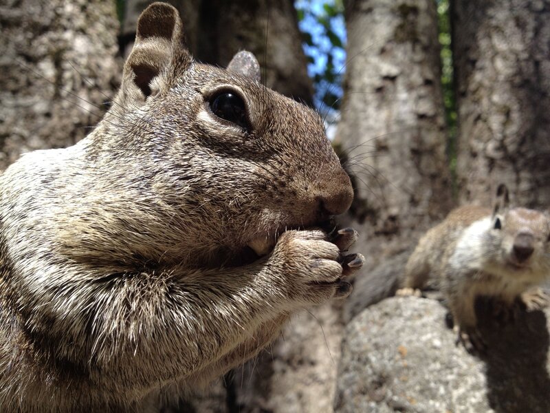 Squirrels eating in the forest