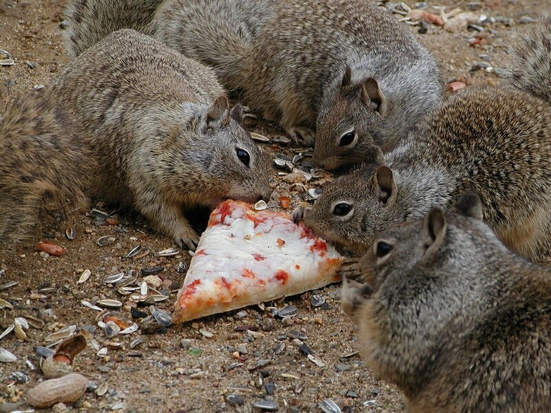 squirrels eating pizza slice