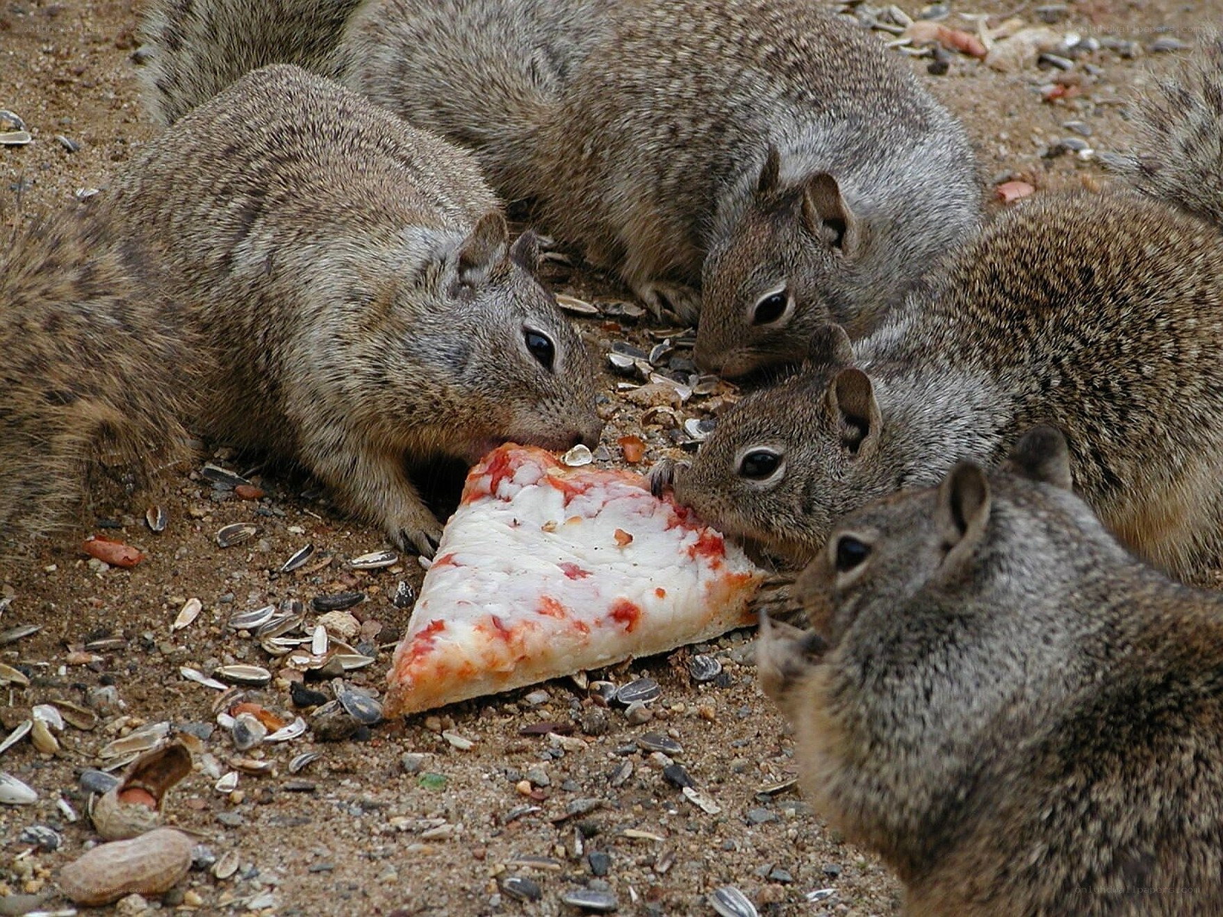 squirrels eating pizza slice
