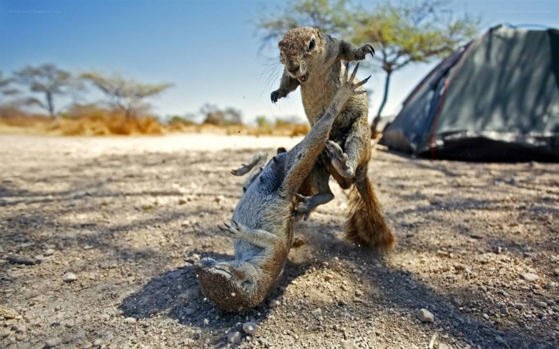Squirrels fighting in the wild