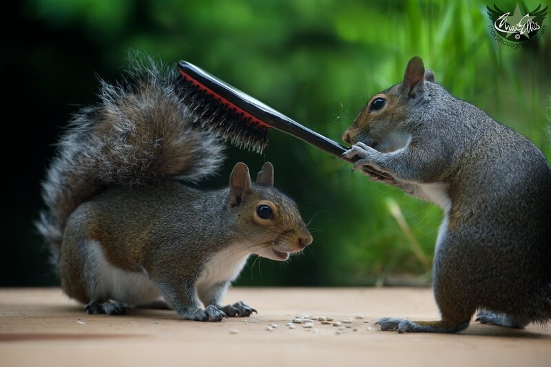 Squirrels Grooming Each Other