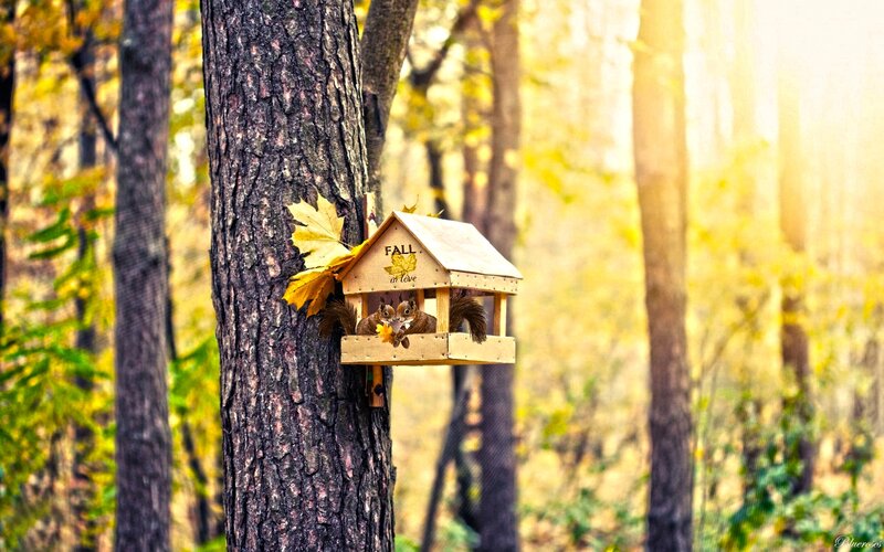 Squirrels in Birdhouse
