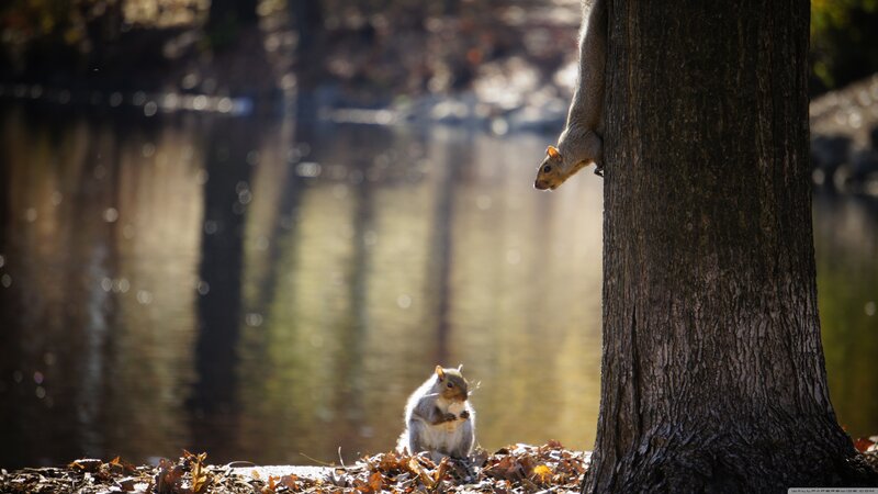 Squirrels Near Tree