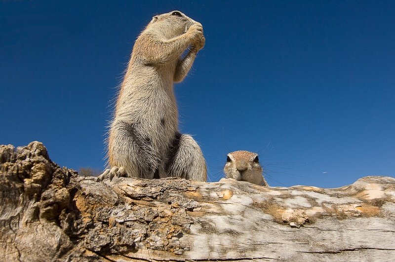 Squirrels on a log
