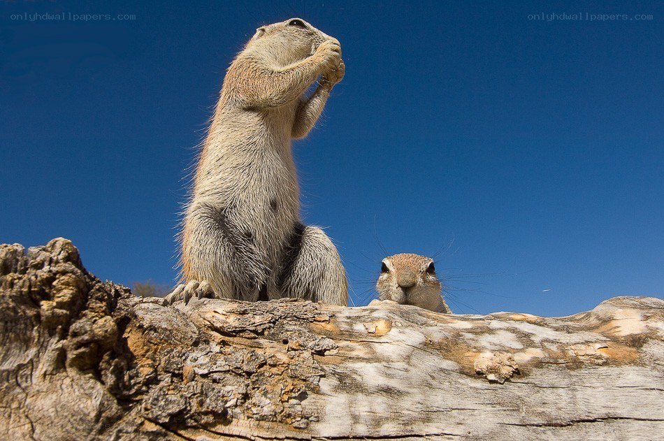 Squirrels on a log