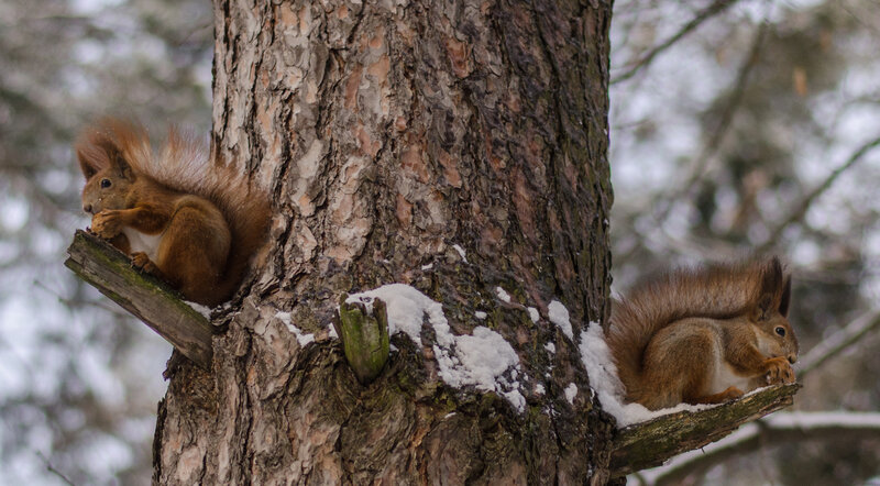 Squirrels on a snowy tree