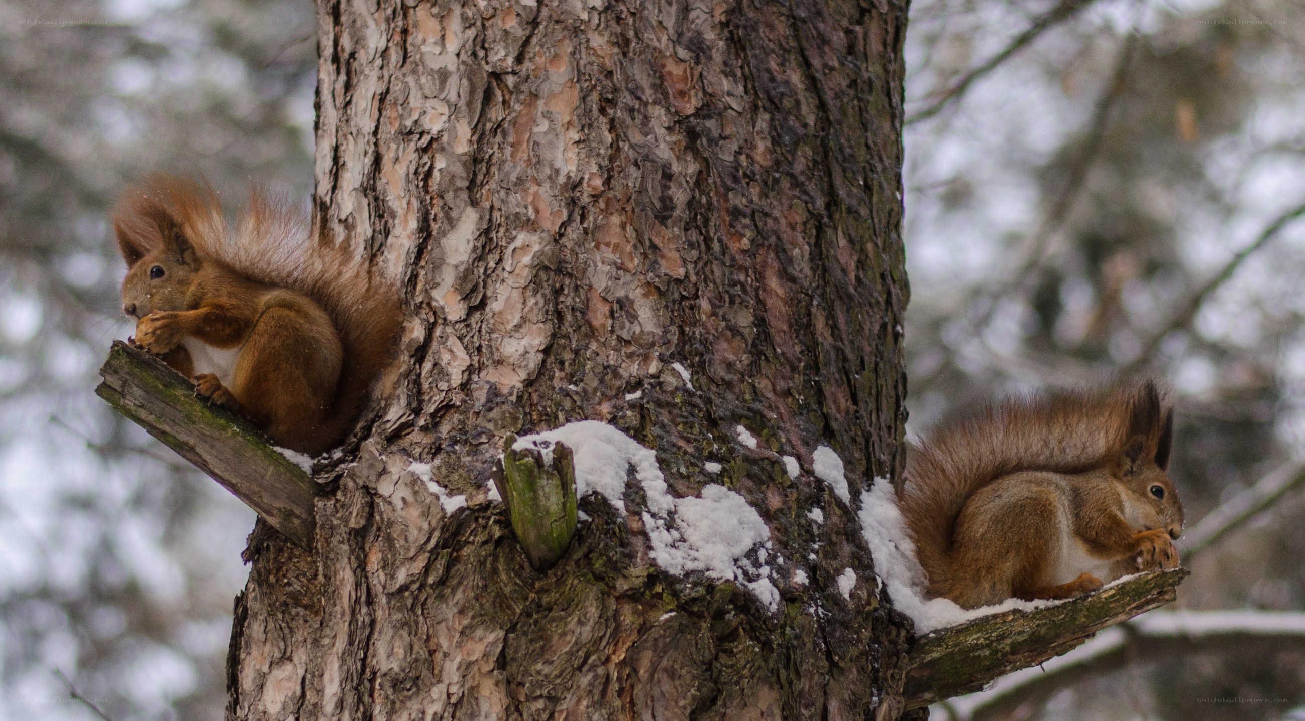 Squirrels on a snowy tree