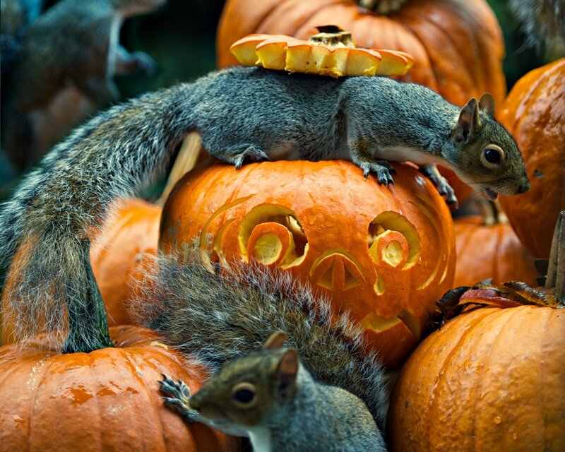 Squirrels on Pumpkins