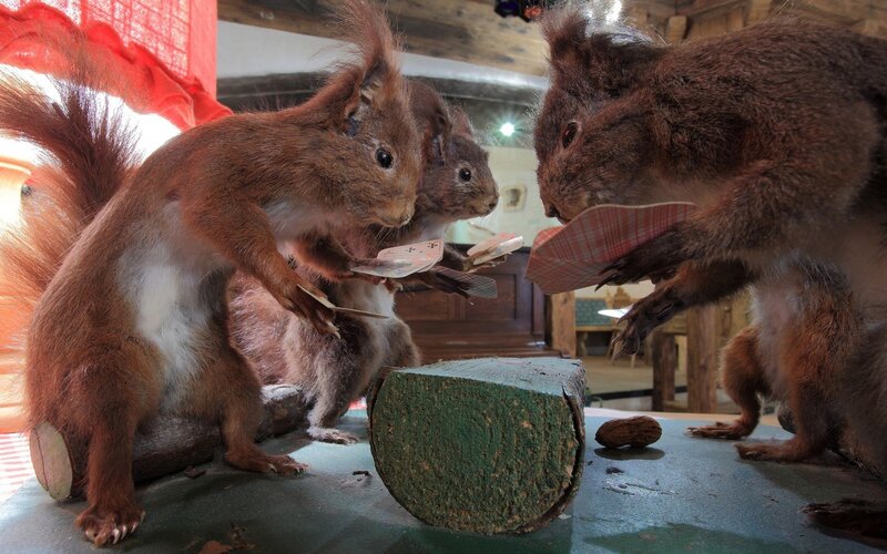 Squirrels playing cards