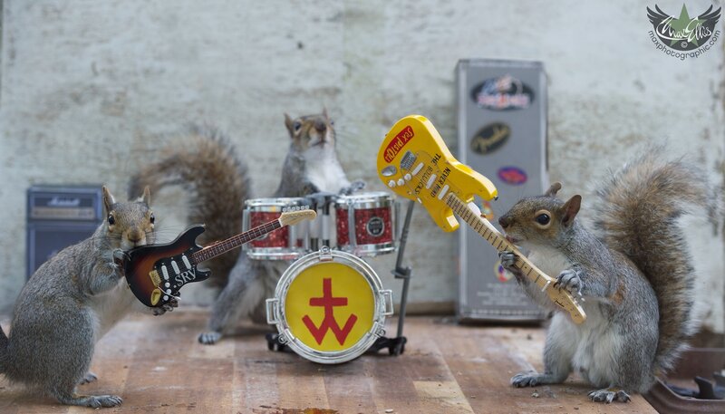 Squirrels Playing Instruments