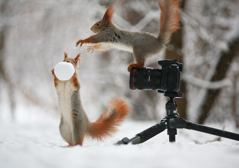 Squirrels Playing Snowball