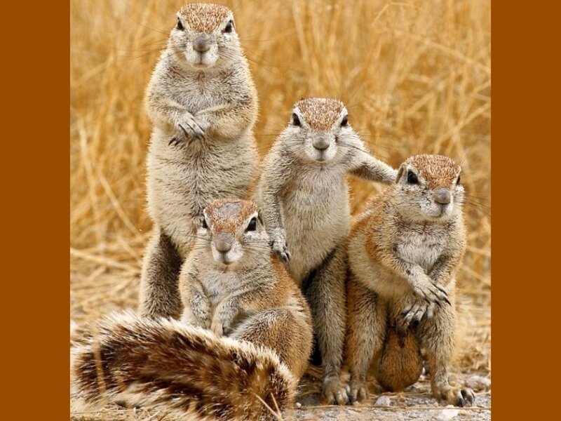 squirrels standing together