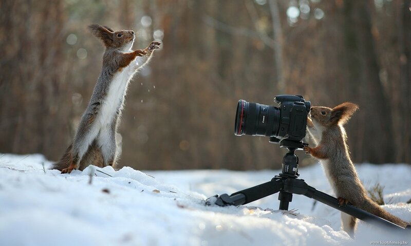 Squirrels with Camera