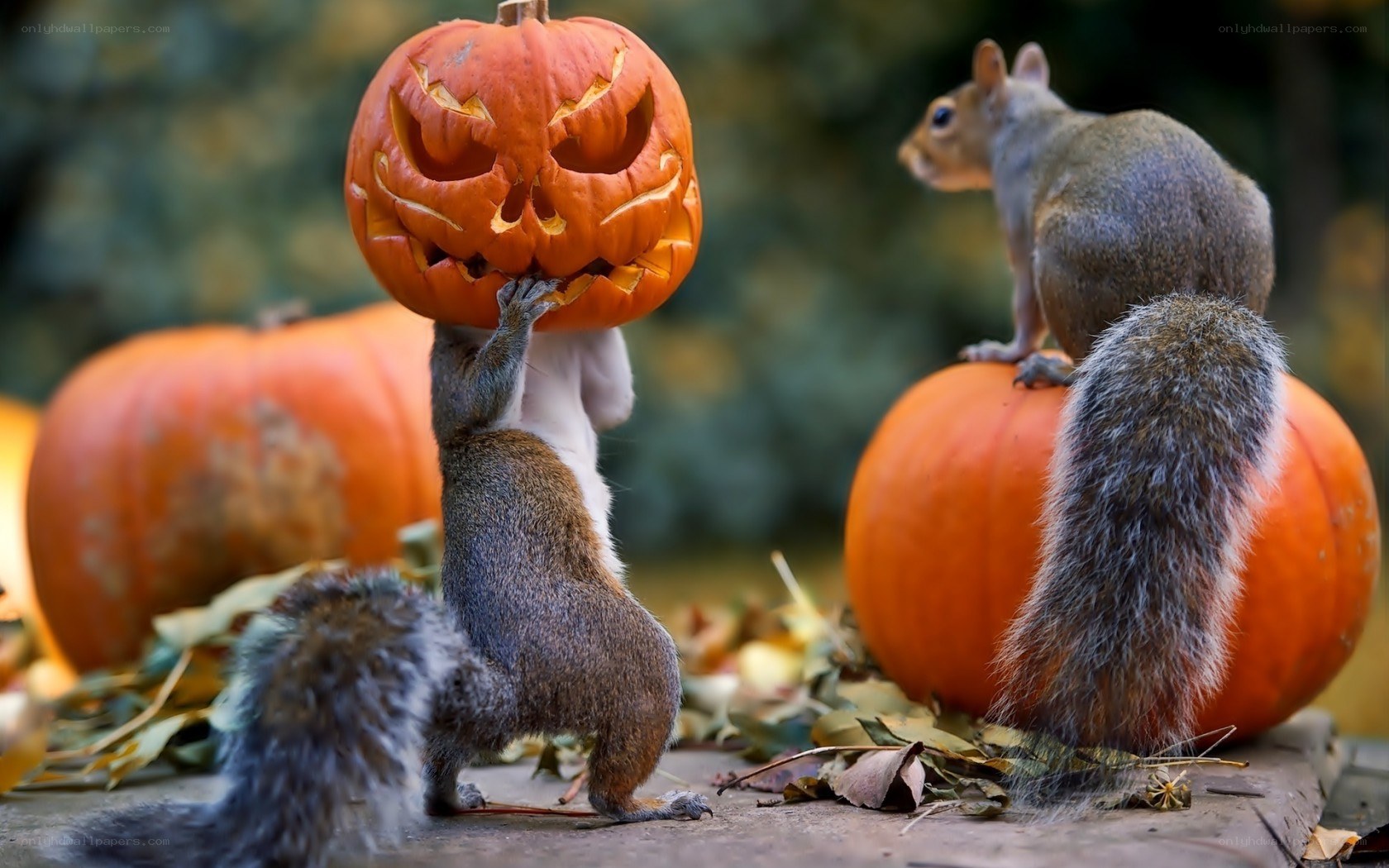 Squirrels with carved pumpkins