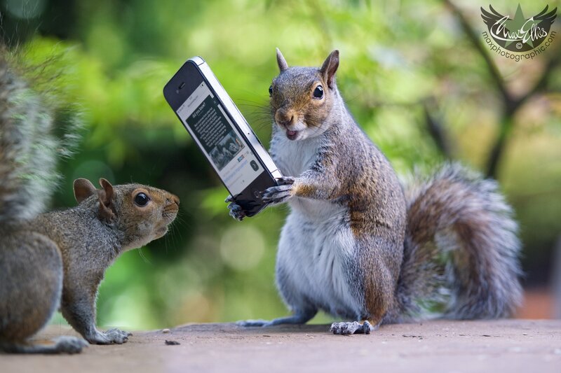 Squirrels with Smartphone