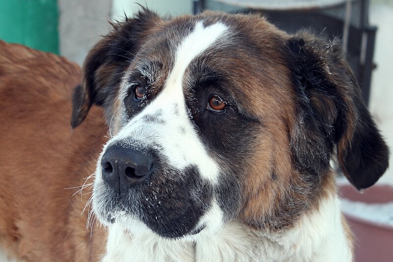 St Bernard Dog — Brown, Calm, Winter